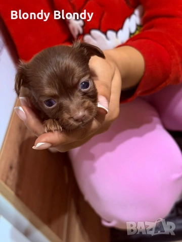 Кучета Чихуахуа Мини пинчер , снимка 12 - Чихуахуа - 53598696