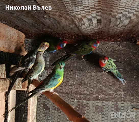 Пенанти,розели и пойни, снимка 9 - Папагали - 53256284