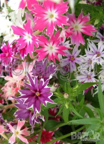 СЕМЕНА НА ФЛОКС ДРУМОНДИ ЗВЕЗДОВИДЕН МИКС, снимка 1