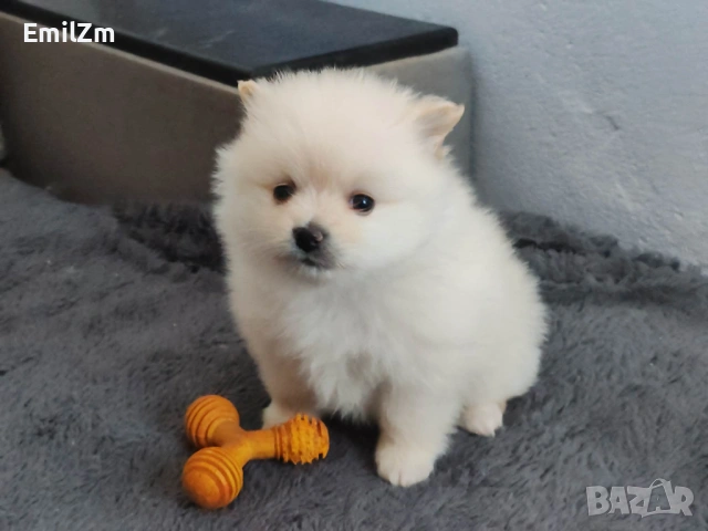 Продавам померан - момче., снимка 4 - Померан - 53129278