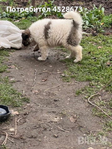 Продавам малки кученца, снимка 5 - Каракачанска овчарка - 53068657