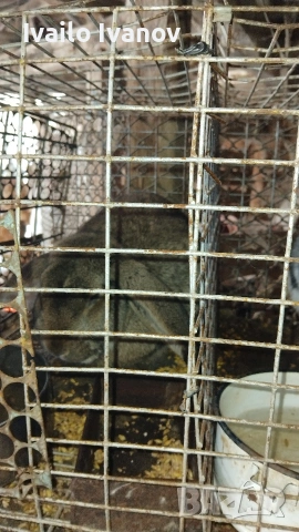 продавам домашни зайци .....