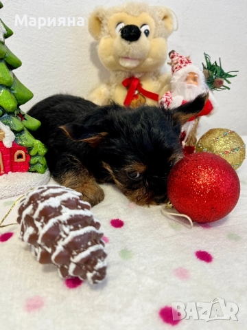 Йоркширски териер-супер мини йорки, снимка 5 - Йоркширски териер - 50231963