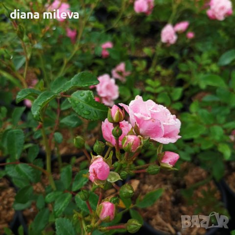 Мини рози, многогодишни, студоустойчиви!!, снимка 2 - Градински цветя и растения - 44126071