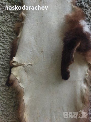 Професионално обработена от майстор кожар кожа от белка, бялка, снимка 17 - Декорация за дома - 43792723