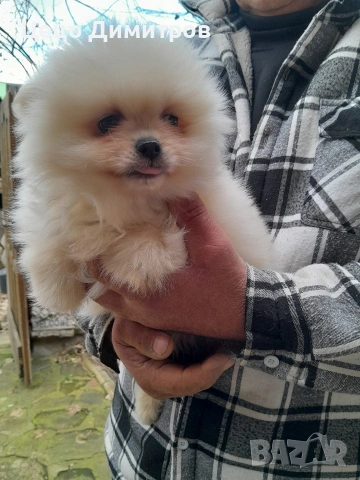 померанчета , снимка 3 - Померан - 52590550