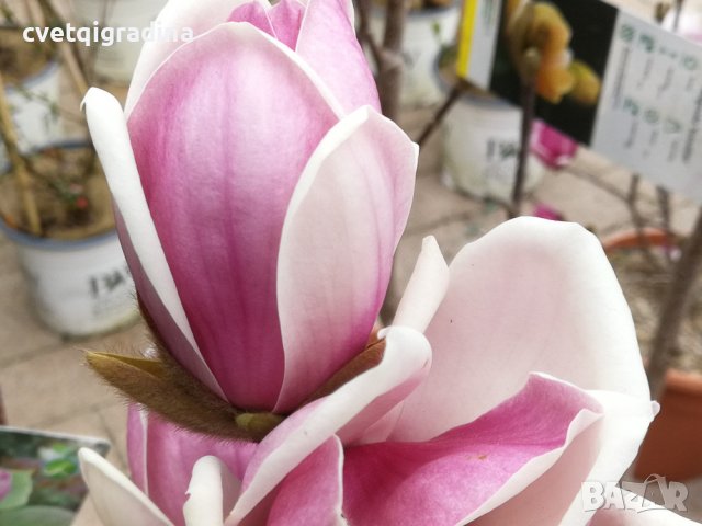 Magnolia Satisfaction (Магнолия Удовлетворение)