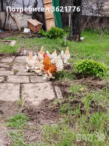 Оплодени  яйца от "Холандска гащата" , снимка 1