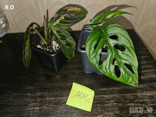 комплект Маранта + Монстера Адансониай / Maranta + Monstera Adansonii, снимка 2 - Стайни растения - 52079880