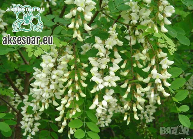 Продавам 400 висококачествени семена от бързо растяща Бяла медоносна акация Бял облагороден салкъм , снимка 4 - Сортови семена и луковици - 49258986