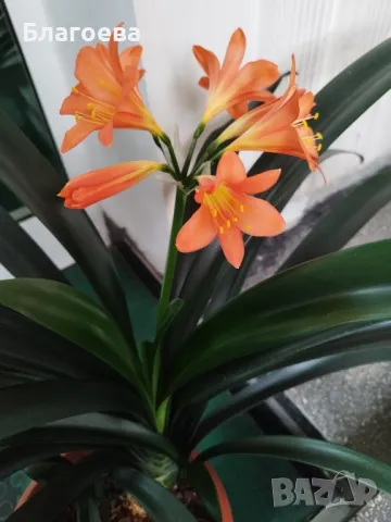 Кливия оранжева с кошничка , снимка 6 - Стайни растения - 47075644