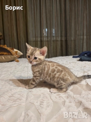 Бенгалско коте, снимка 2 - Бенгалски - 40146006