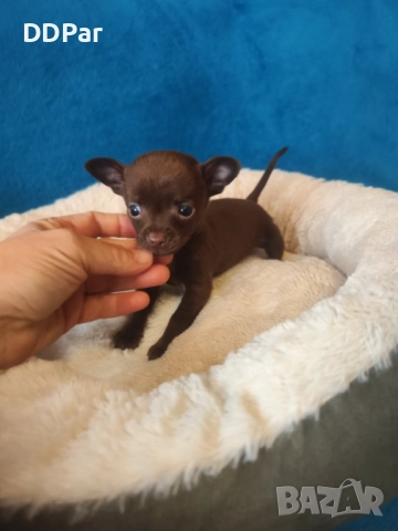 Мини чихупинчери , снимка 4 - Пинчер - 52710666