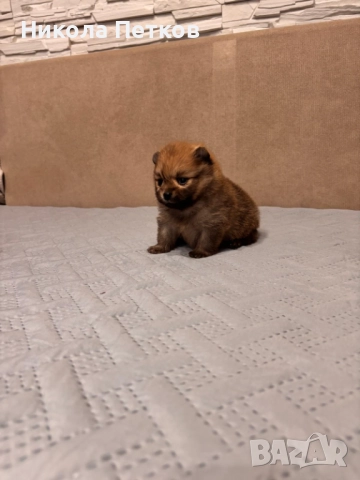 Померан мини, снимка 9 - Померан - 52910461