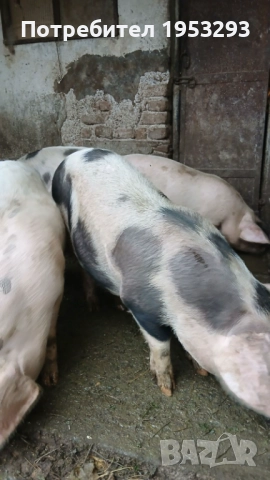 Прасета елитни българска бяла , снимка 3 - Прасета - 52567518