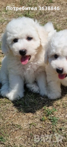 Бишон фризе , снимка 4 - Болонка - 51927984