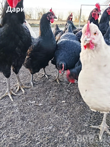 Оплодени яйца от кокошки Джърски Гигант, снимка 2 - Кокошки и пуйки - 52933310