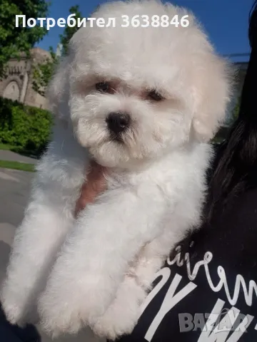 Бишон фризе