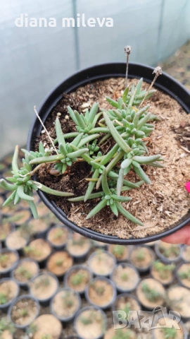 Делосперма (Delosperma cooperii), вечнозелено многогодишно сукулентно растение, снимка 9 - Градински цветя и растения - 53567133