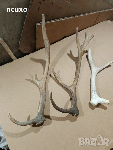 Рога от елен, снимка 2 - Декорация за дома - 40178755