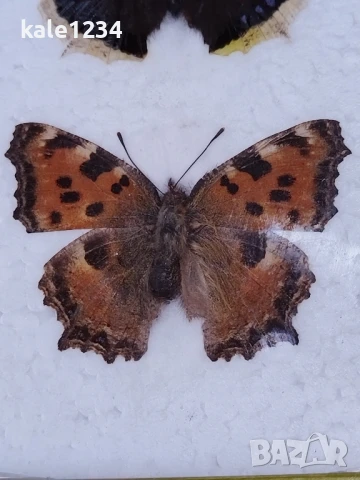 Пеперуди. Препарирани. Рамка. Естествени. Пеперуда , снимка 3 - Други - 50602532