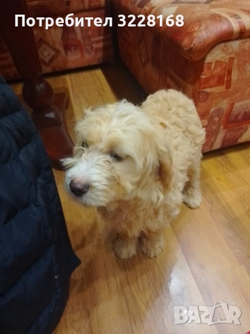 кученца за трюфели, снимка 3 - Други - 52937221