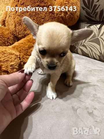 Мини Чихуахуа Момиче Шоколадов фаун