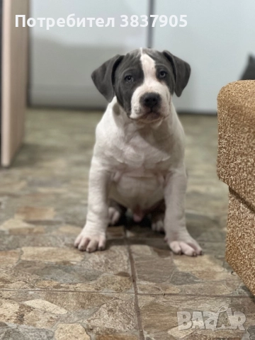 Американко були хл, снимка 5 - Американски стафордширски териер - 52507402