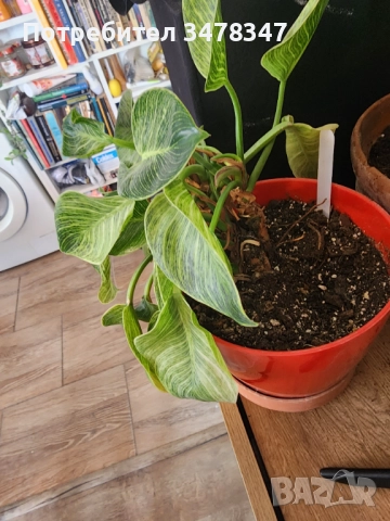 Филодендрон Биркин, снимка 2 - Стайни растения - 52097623