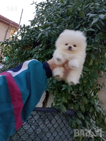 Чисто бял мъжки Померан. Реални снимки от 19.12.25 г., снимка 5 - Померан - 52809073