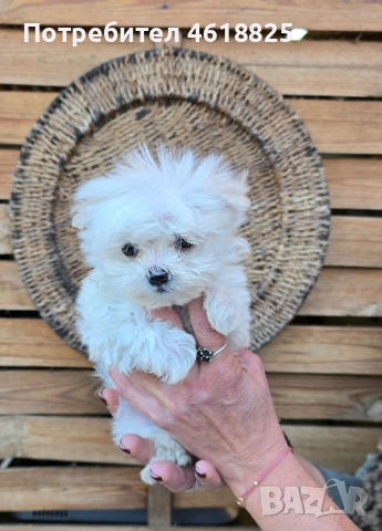 Малтийска болонка супер мини 