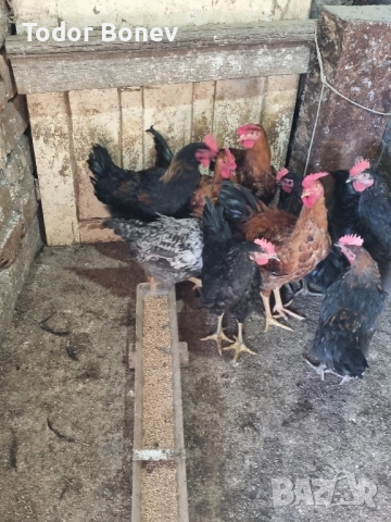 Продавам или разменям за ярки млади домашни петлета, снимка 2 - Кокошки и пуйки - 51544238