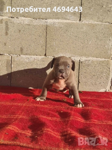 Американско Були XL, снимка 15 - Други - 52922235