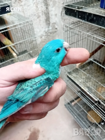 Продавам млади Аймари 