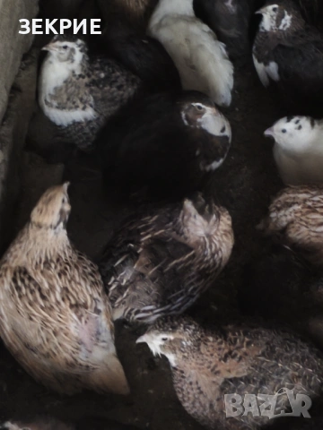 Продавам Оплодени Домашни   Яйца  от Пъдпъдъци , снимка 8 - Други - 46928739