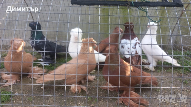 Продавам гълъби 