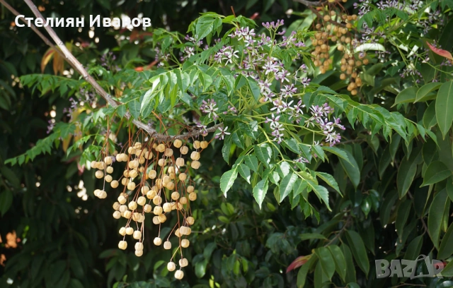 Хималайска мелия (Melia azedarach), снимка 5 - Градински цветя и растения - 51468561