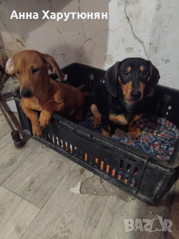 продавам две дакелчета мъжки, снимка 4 - Дакели - 52919018