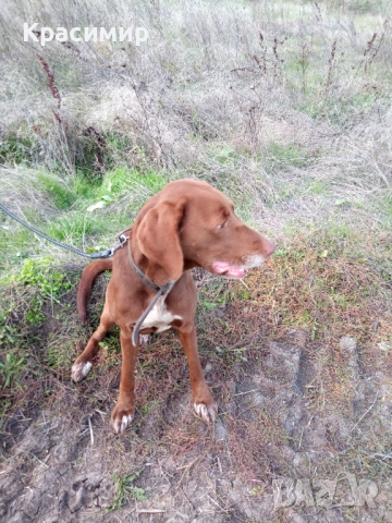 Ловно куче-шоколадово гонче , снимка 3 - Гонче - 52274411