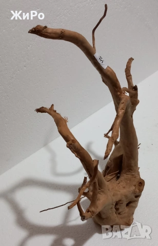 Корен от Азалия /декорация/ 35, снимка 2 - Други - 48966580