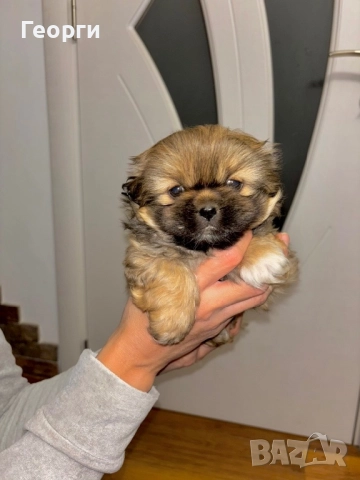 Продавам куче Пекинез