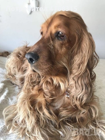 Кокер чистокръвно момченце, снимка 8 - Кокер шпаньол - 53475182