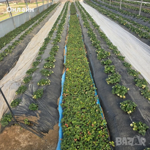 Разсад ягоди в тарелка/табла, снимка 12 - Разсади - 53593951