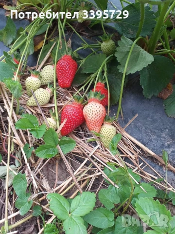 разсад за ягоди и малини записвам за март месец , снимка 8 - Разсади - 53264142