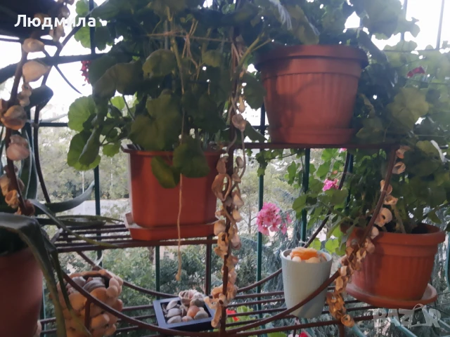 Цветарник,ковано желязо,олекотен,уникален,, снимка 18 - Декорация за дома - 51218359