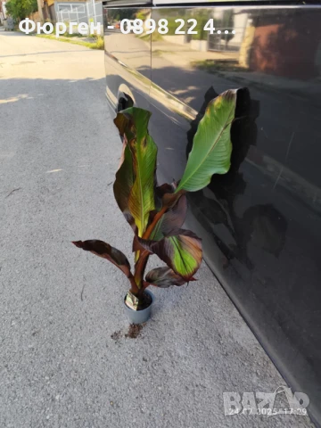 Банановото дърво на Абисиния - Червен Банан  или етиопски банан, снимка 4 - Разсади - 51148767