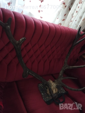 Красив трофей от елен, снимка 3 - Антикварни и старинни предмети - 52793539