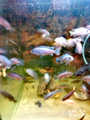 Продавам 20бр.цихлиди Афри