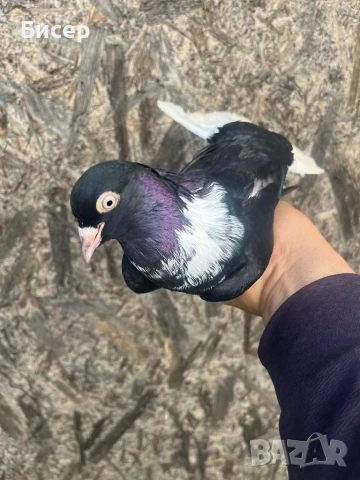 Търговишки гълъби, снимка 9 - Гълъби - 52495923