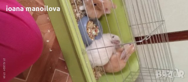 Продавам декоративни зайчета , снимка 1